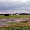 excess moisture in field