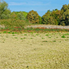 forage advantage field