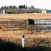 excess moisture in forage field