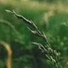 tall fescue