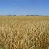 organic wheat