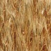 pedigreed seed crop