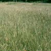 field of perennial ryegrass acreage