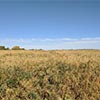 field of polycrops