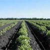 potato field