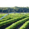 vegetables in field