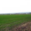 winter wheat field