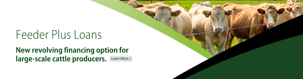 Feeder Plus Loans