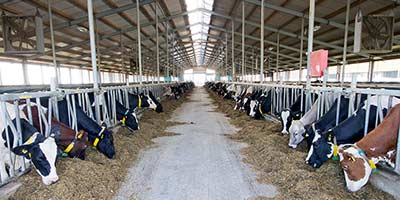 dairy cattle