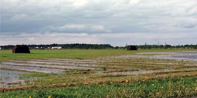excess moisture in field