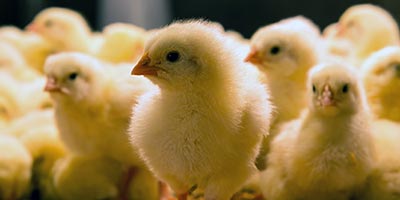 poultry