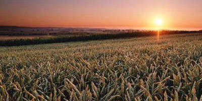 wheat field